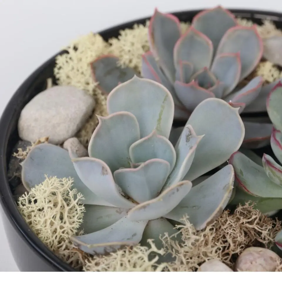 Echeveria - Echeveria lilacina - Hoogte 8cm