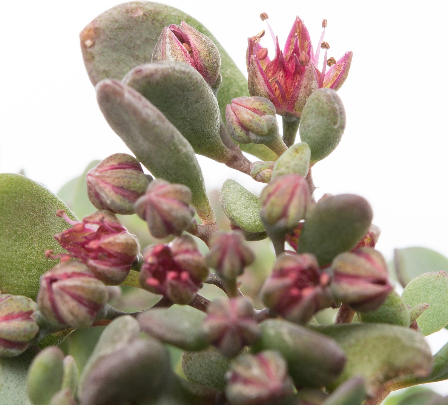 Vetkruid (Sedum cauticola 'Lidakense') D 11 H 10 cm