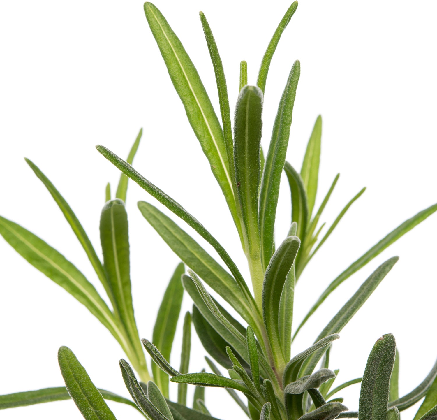 Lavendel (Lavandula angustifolia 'Hidcote Compact') D 9 H 12 cm
