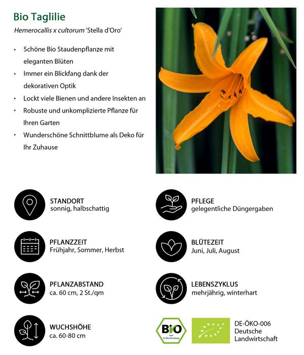 Bio Stauden-Set Sommerglück, 24-teilig