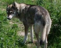 Schlittenhunde-Fahrt  in Kleinau als Geschenkidee