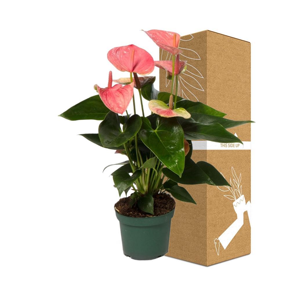Plante d'intérieur - anthurium pêche rosée 35cm
