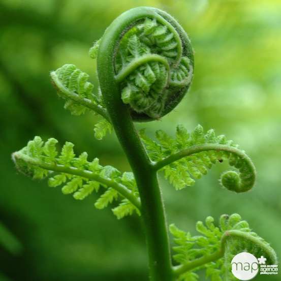 Dicksonia antartica : ctr 3 litres
