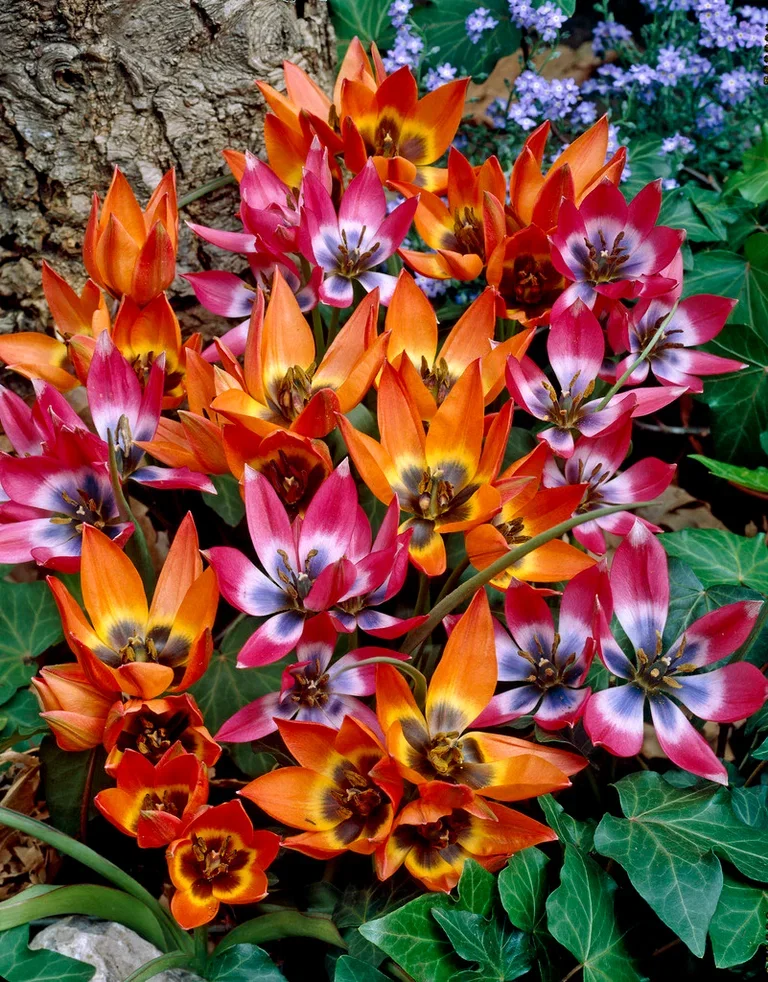 Tulipa Tulipanmiks Little Treasures
