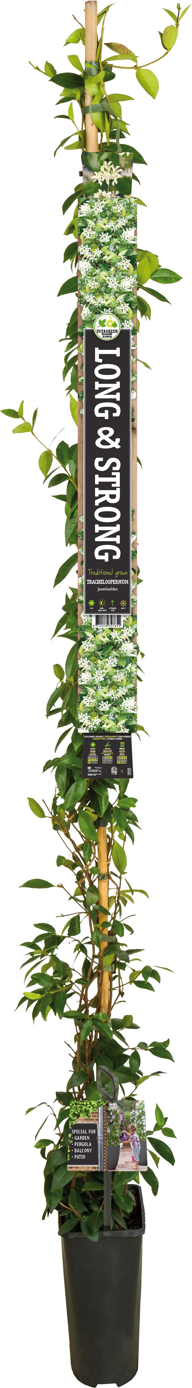 Toscaanse Jasmijn (Trachelospermum jasminoides) D 23 H 210 cm