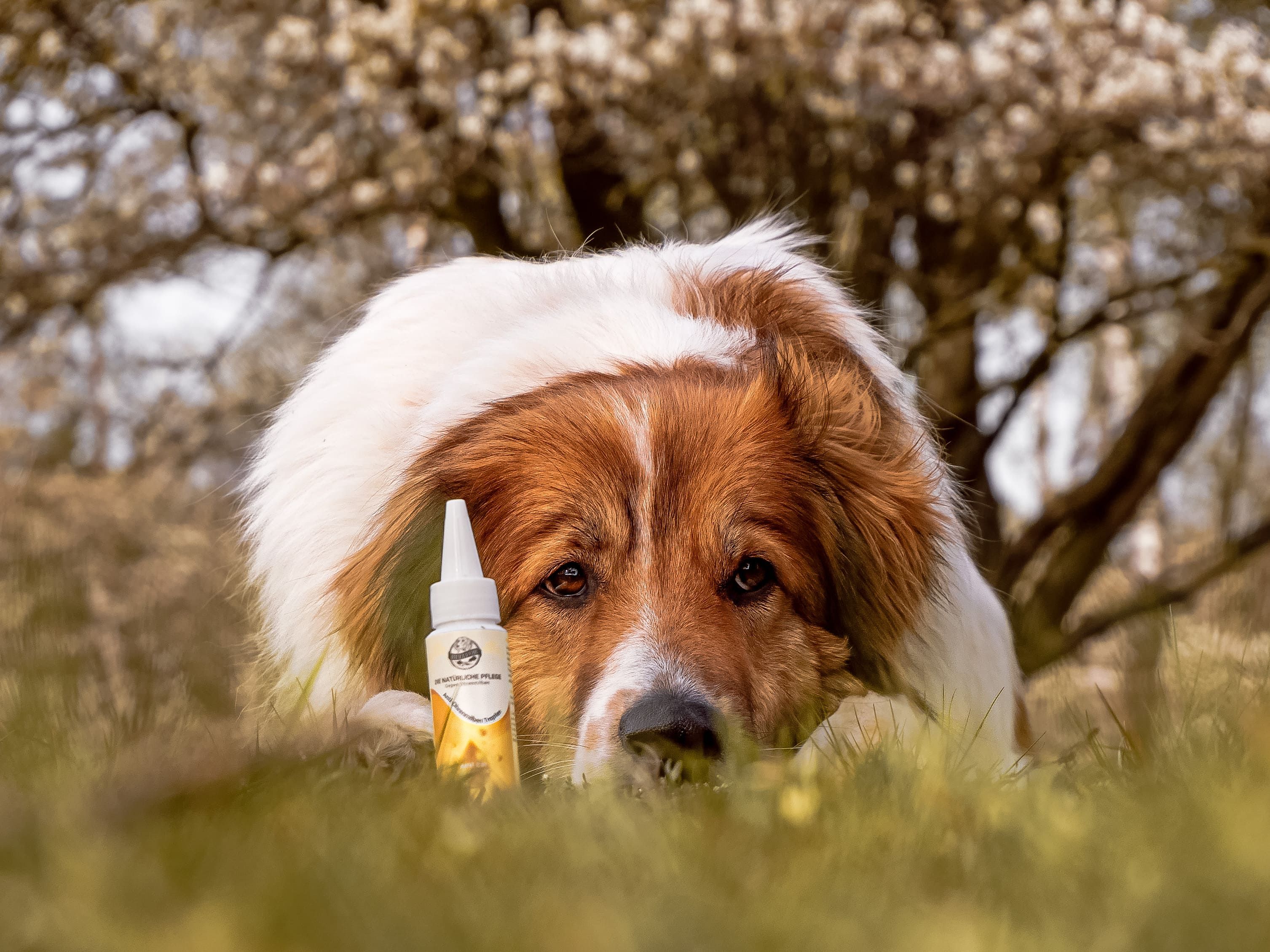 Bellfor Ohrmilben Tropfen natürlich für Hunde