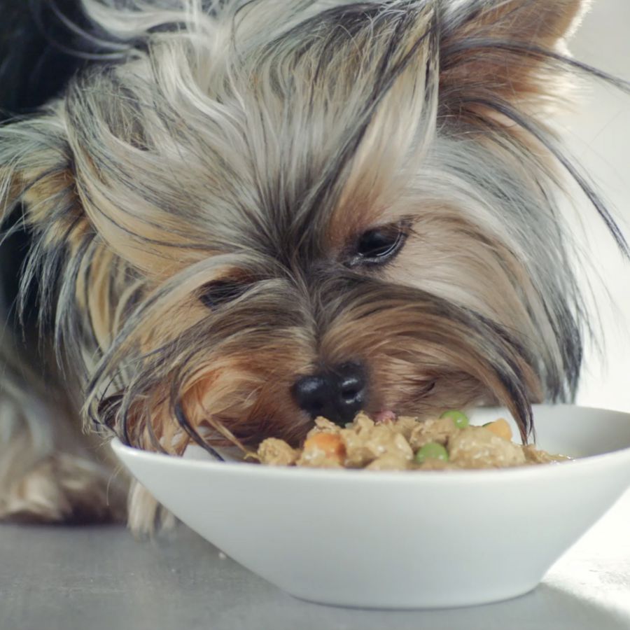 Sachês Purina One Mini Adult sabor Frango e Carne para cães