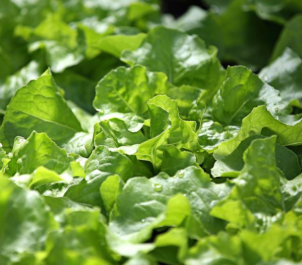 Kopfsalat, 12er Schale