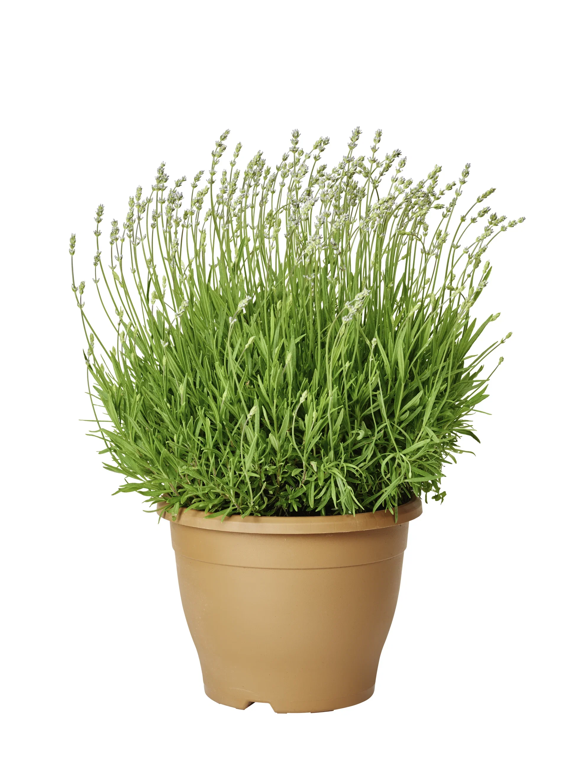 Lavandula angustifolia 'Essence Purple' Lavendel 'Essence Purple' Ø26 cm