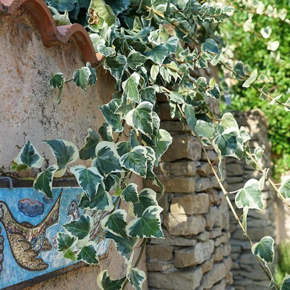 Lierre des canaries 'gloire de marengo' - hedera canariensis 3l