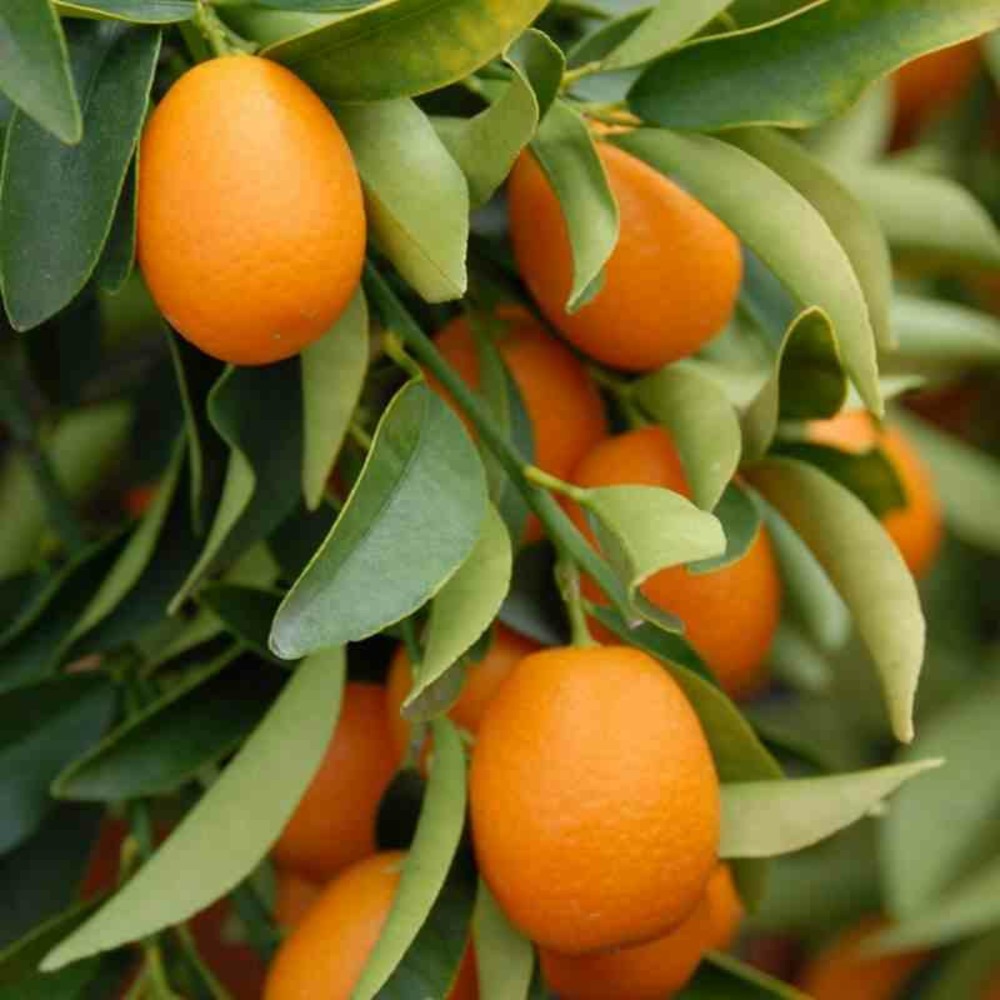 Citrus kumquat adulte (fortunella margarita) blanc - taille pot de 65l - 125/150cm -18/20 peri