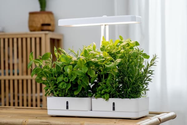 AIRAM Daisy plantelampe, 20W/835, 1450 lm