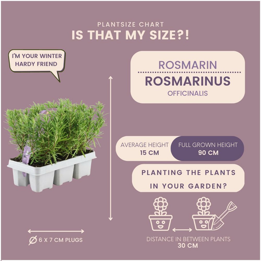 Romarin - 8 packs de 6