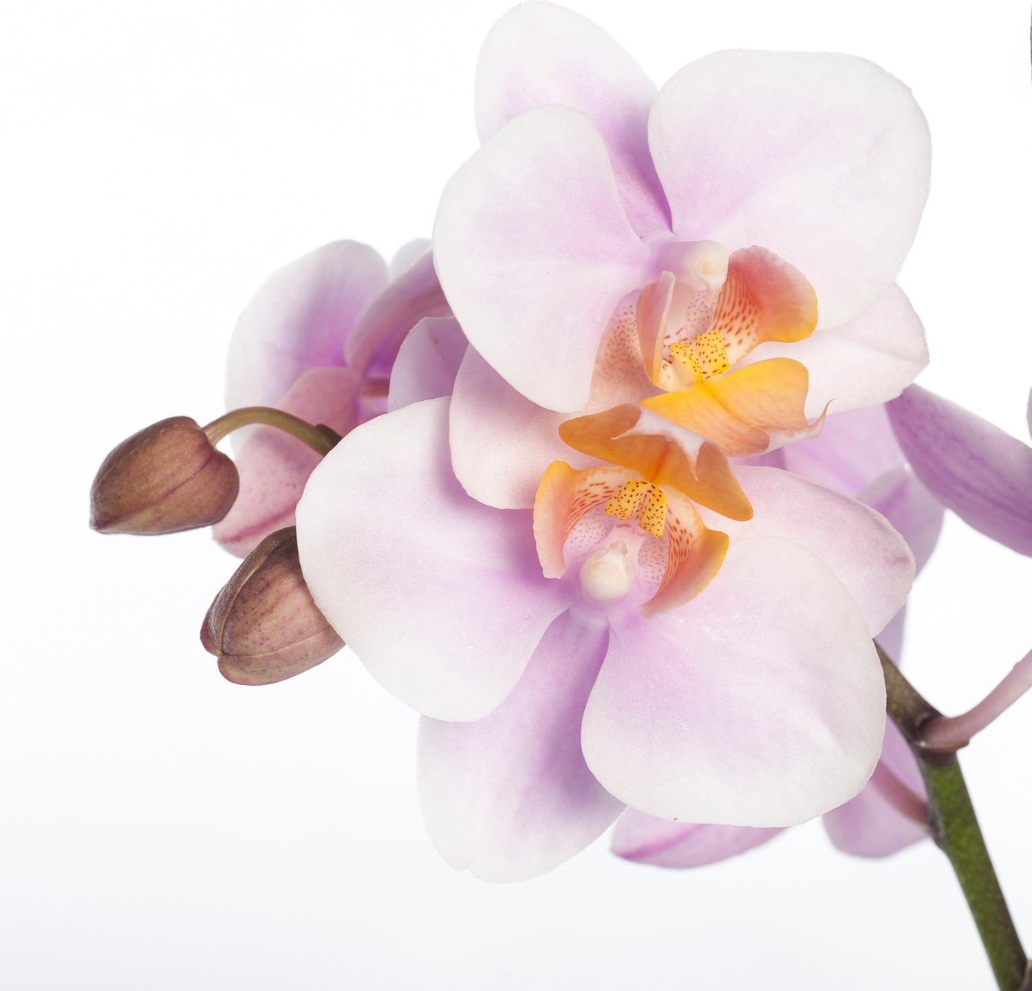 Vlinderorchidee 3 tak (Phalaenopsis) roze D 12 H 55 cm