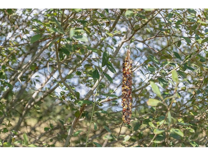 Trixie Eichhörnchenfutter Futterstange XL, 190 g Futterstange für Eichhörnchen