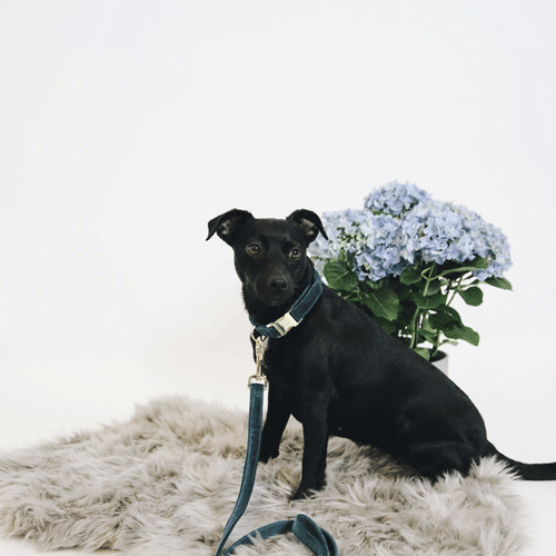 Kentucky Dogwear Hondenlijn Velvet