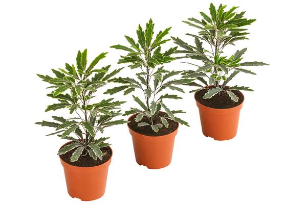 Fingeraralie - Schefflera elegantissima