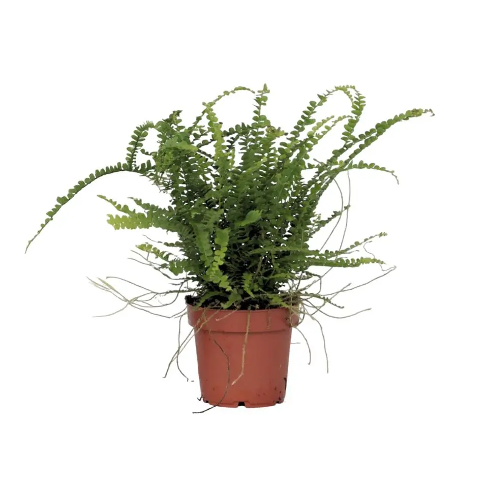 Krulvaren - Nephrolepis 'Duffii' - Hoogte 25-40cm - ⌀12cm