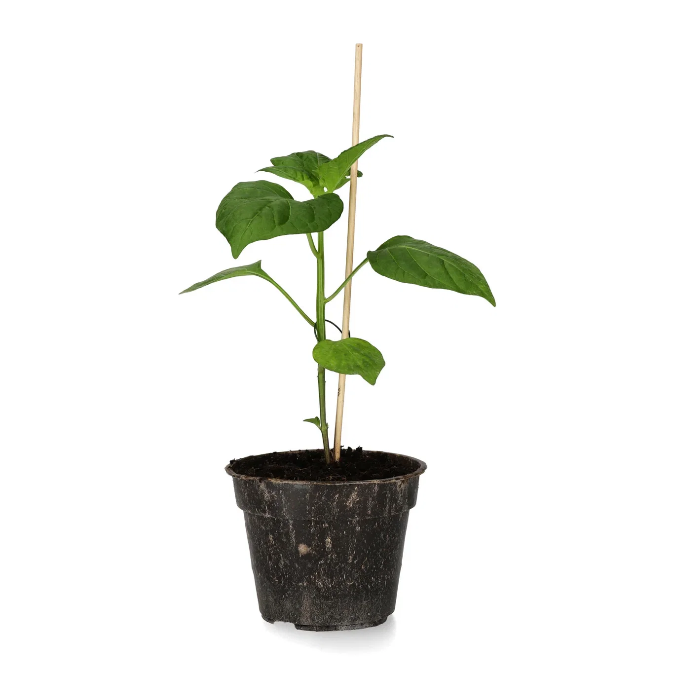 All Nature Capsicum 'Chili Lemon' 10,5 cm Chili 'Lemon Drop Chili' Ø10,5 cm
