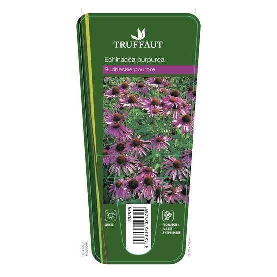 Rudbeckie pourpre : godet vert