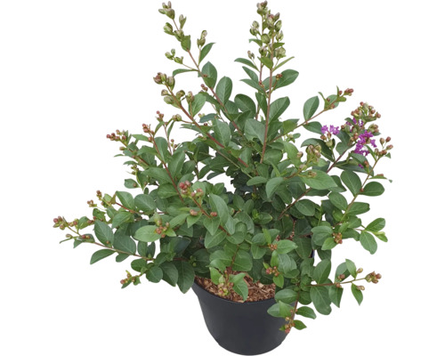 Toscaanse sering, Indiase sering FloraSelf Lagerstroemia indica 'Purple Star' 60-80 cm Co 6 L