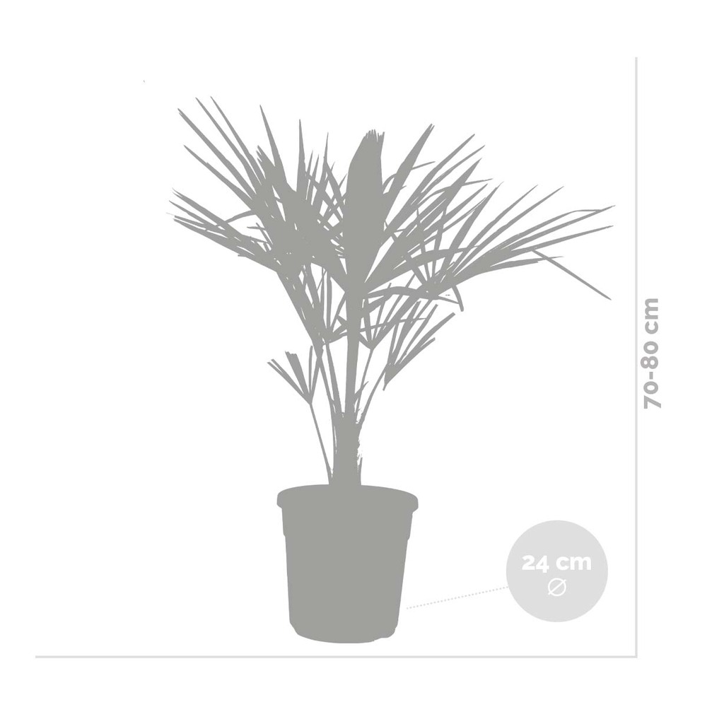 Trachycarpus fortunei - palmier chinois - palmier - rustique – ⌀24 cm - ↕70-80 cm