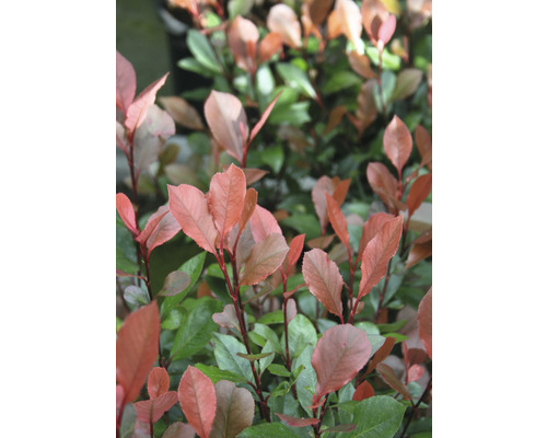 Dwergcotoneaster FloraSelf Photinia fraseri 'Little Red Robin' H 40-60 cm Co 6 L