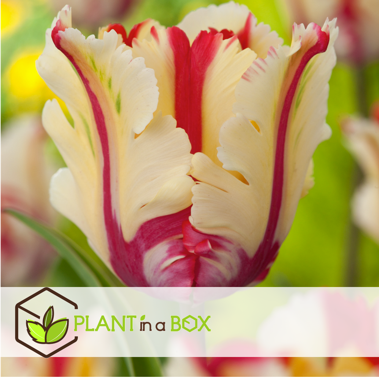 Tulipa flaming parrot - bulbes à fleurs x10 - tulipe - tulipe perruche