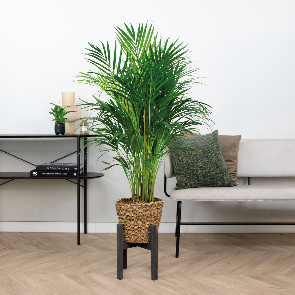 Dypsis lutescens incl. Panier en jonc de mer - facile d'entretien - ⌀21 cm - ↕100-110 cm
