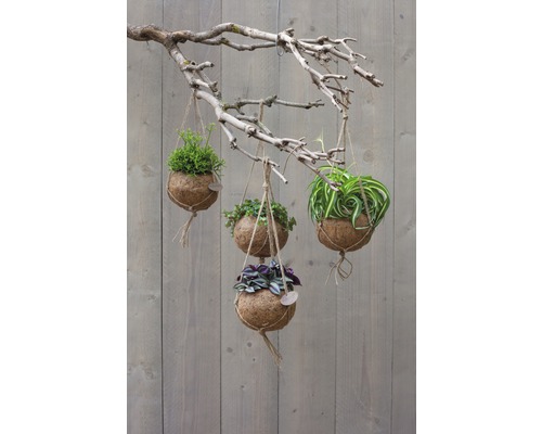 Kokodama kokosnoot hangmand Ø 17 H 9,5 cm beige
