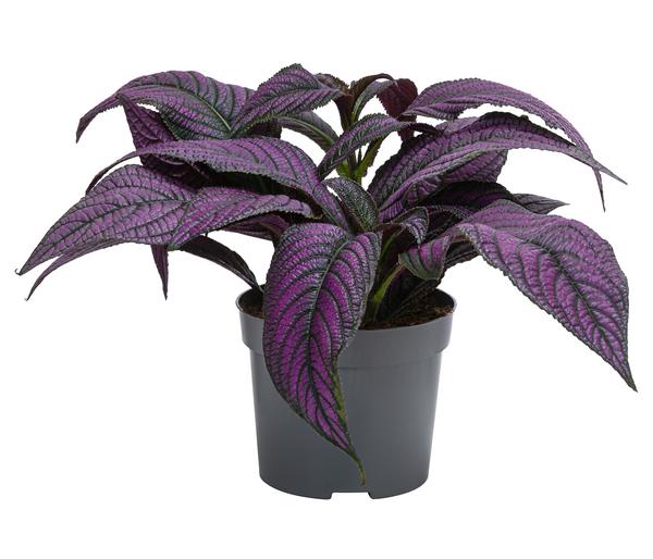 Persische Schildpflanze - Strobilanthes