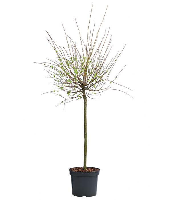 Zierweide 'Hakuro Nishiki'