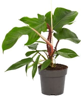 Philodendron (Philodendron squamiferum) D 14 H 40 cm