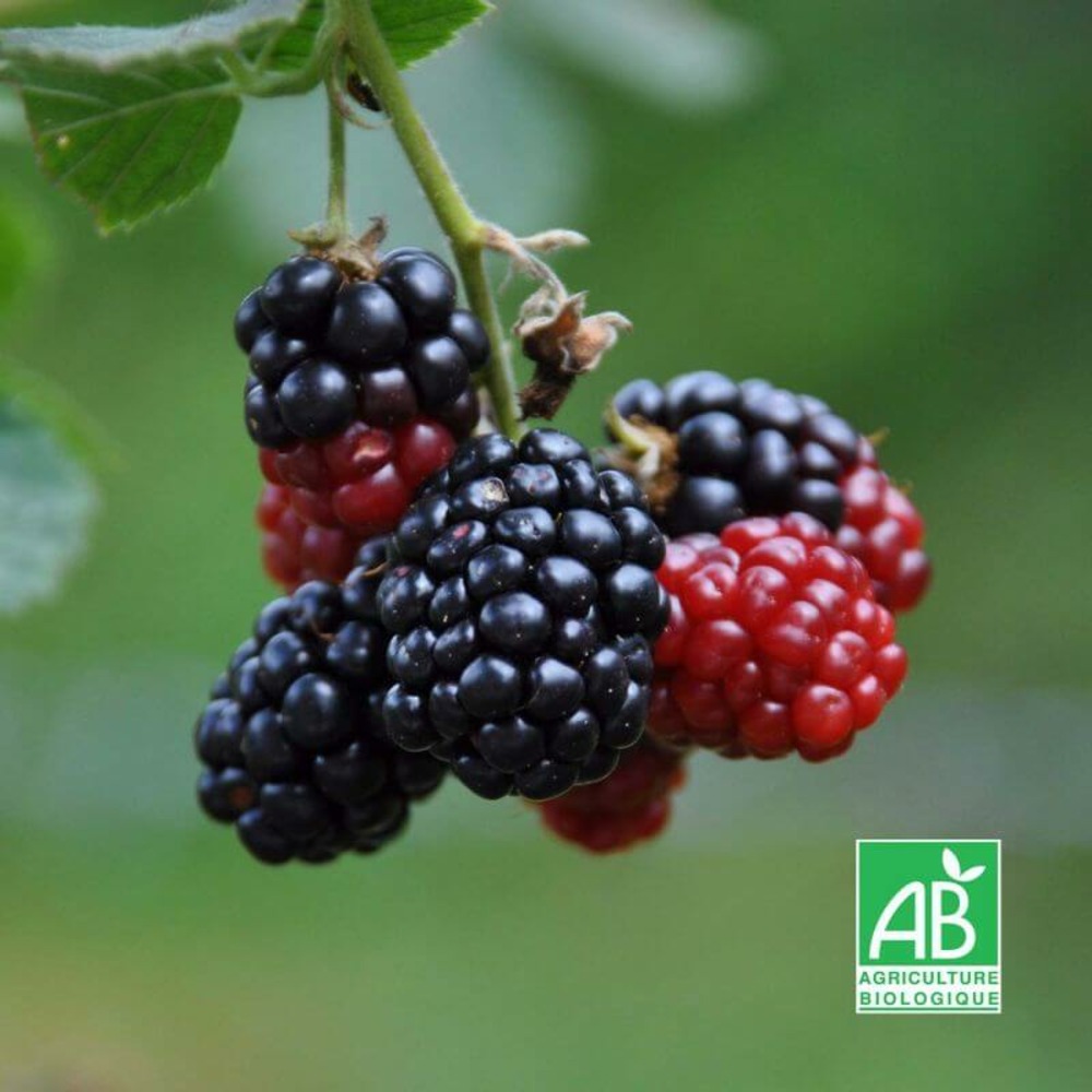 Mûrier sans épines 'black satin' bio - godet 9cm