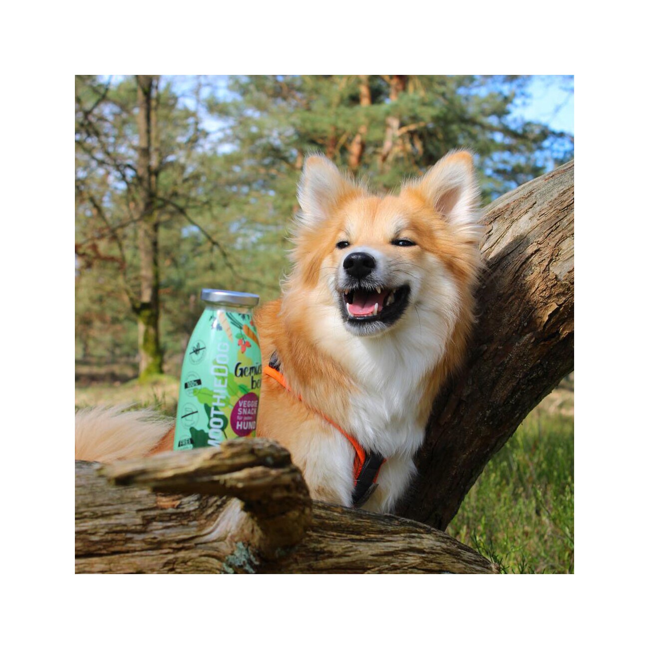 SmoothieDog Gemüsebeet 4x 250 ml + Obstkorb 4x 250 ml