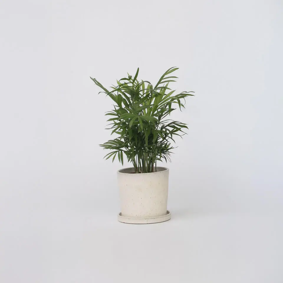 Dwergpalm - Chamaedorea elegans - Hoogte 30-40cm - ⌀12cm