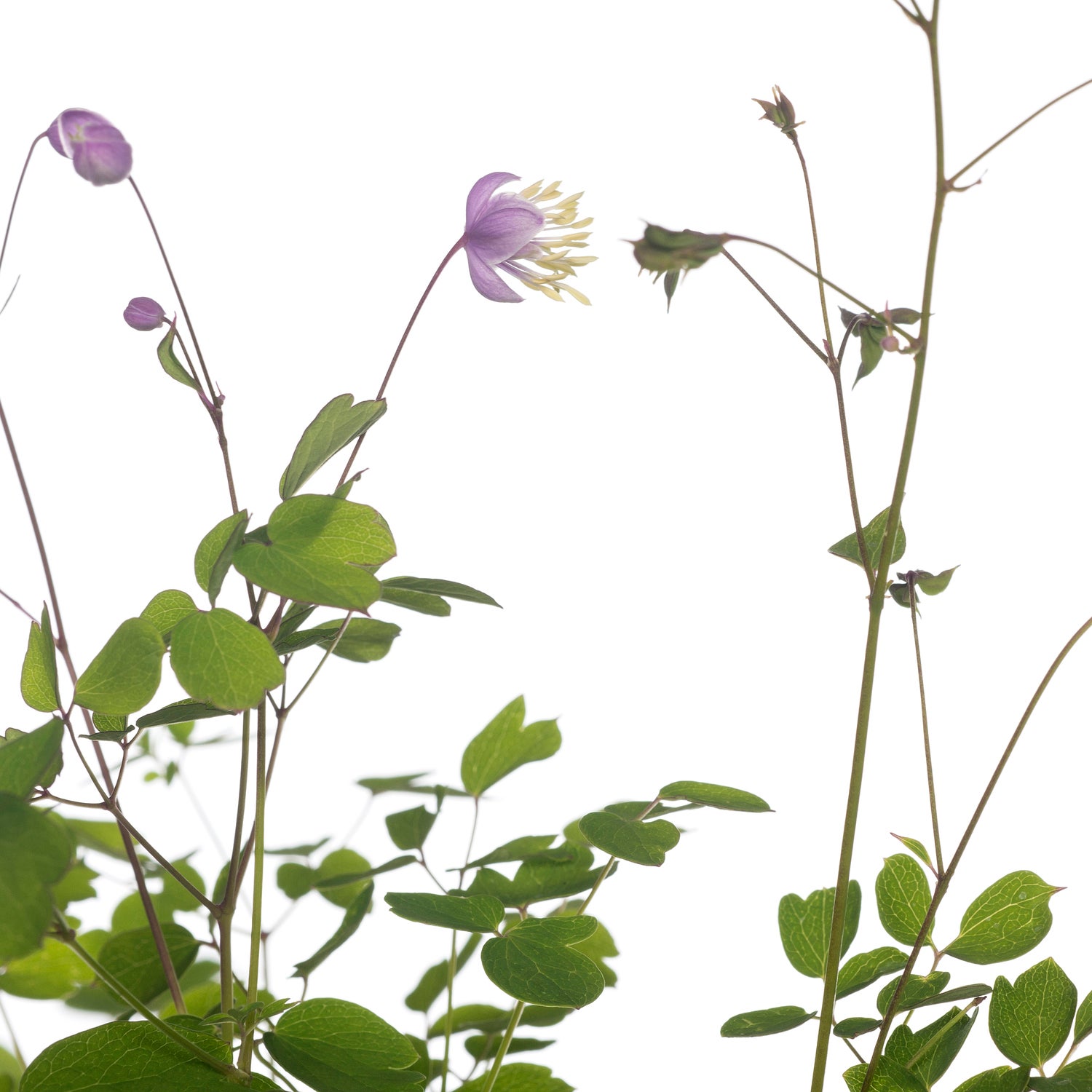 Chinese Ruit (Thalictrum Delavayi) D 11 H 125 cm