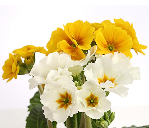 Stängelprimel Duo Gelb-Weiß 'Primula