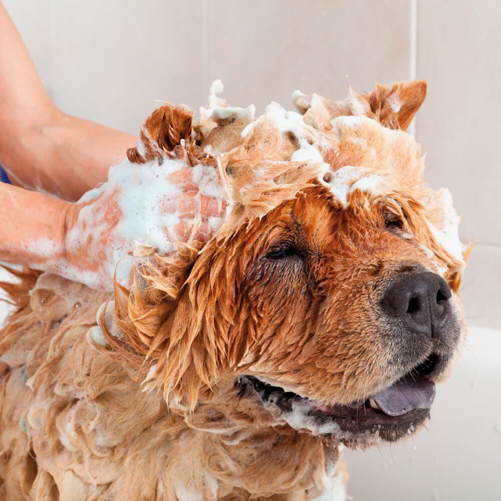 Beaphar Anti Vlooienshampoo Hond - Kat200 ml