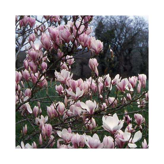 Magnolia soulangeana pot de 5 litres