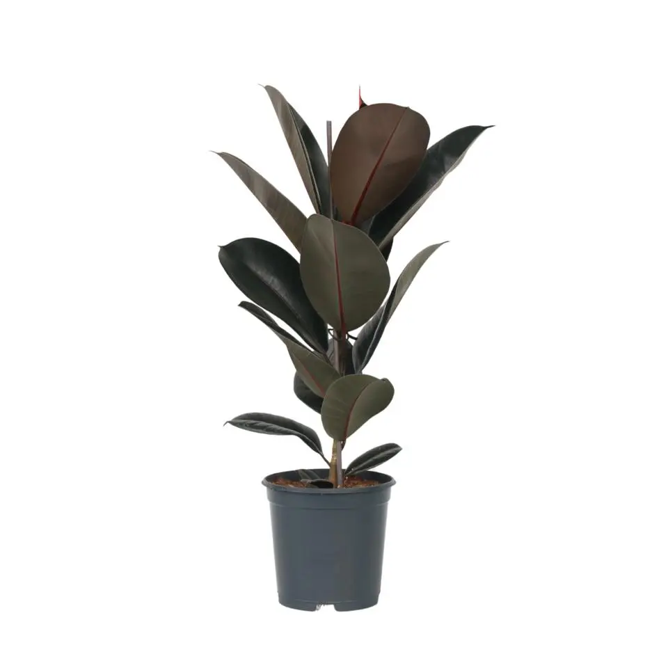 Rubberplant - Ficus Elastica 'Abidjan' - Hoogte 75-100cm - ⌀24cm