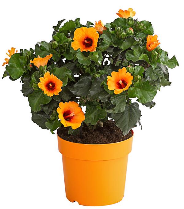 Zimmerhibiskus - Hibiscus rosa-sinensis