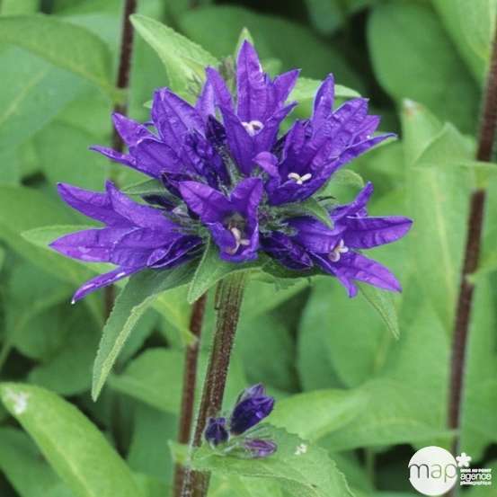 Campanule agglomérée : godet vert