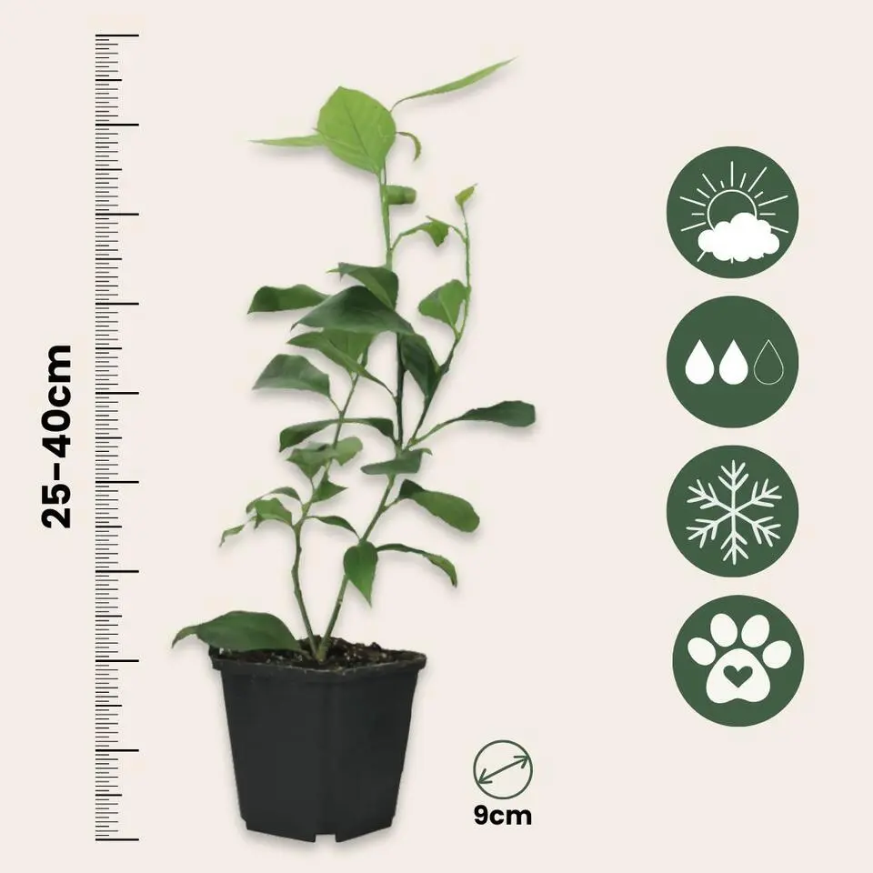 Limoenboom - Set van 3 - Citrus aurantifolia - Hoogte 25-40cm - ⌀9cm