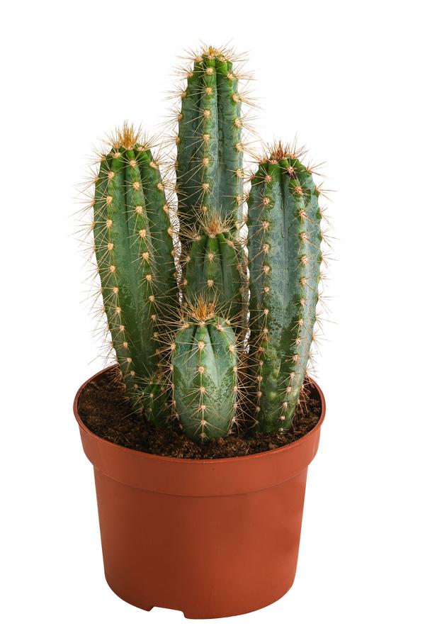 Blauer Haarsäulenkaktus - Pilosocereus