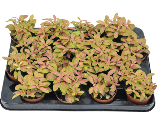 Mozaïekplant FloraSelf Fittonia verschaffeltii 'Skeleton' H 10-12 cm Ø 7 cm pot