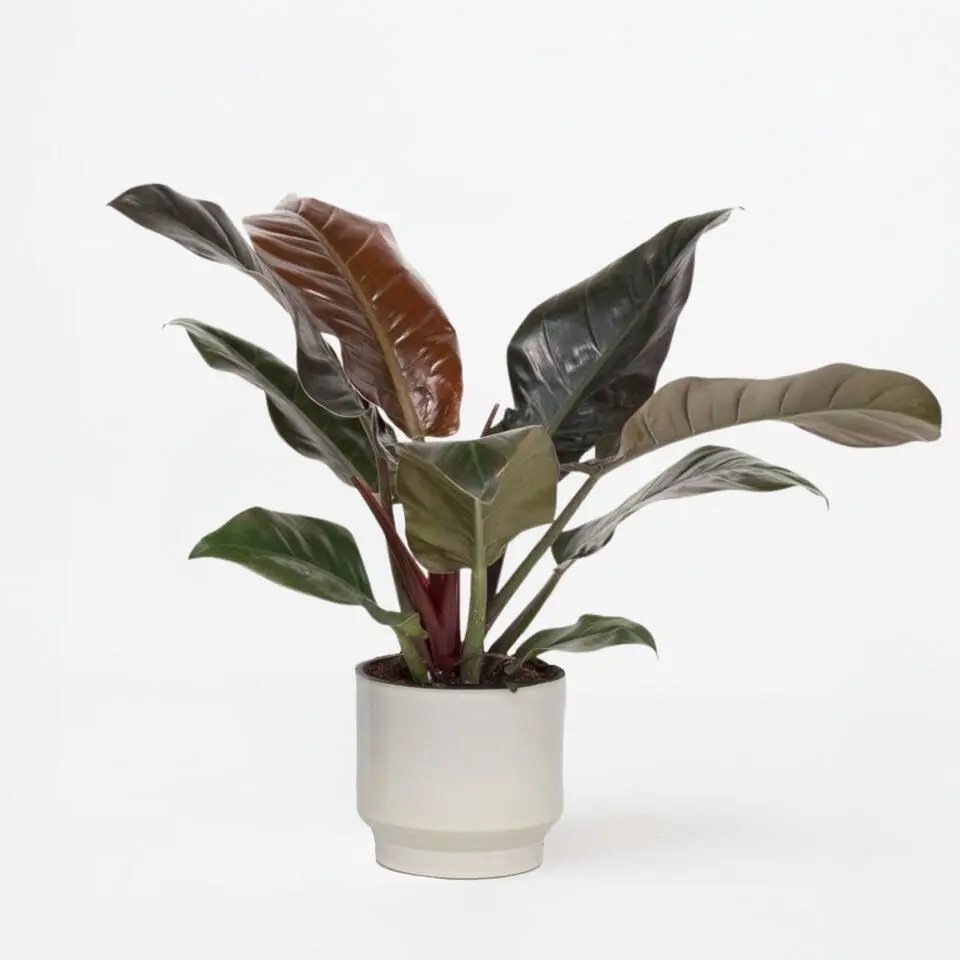 Philodendron - Philodendron 'Imperial Red' - Hoogte 50cm - ⌀19cm