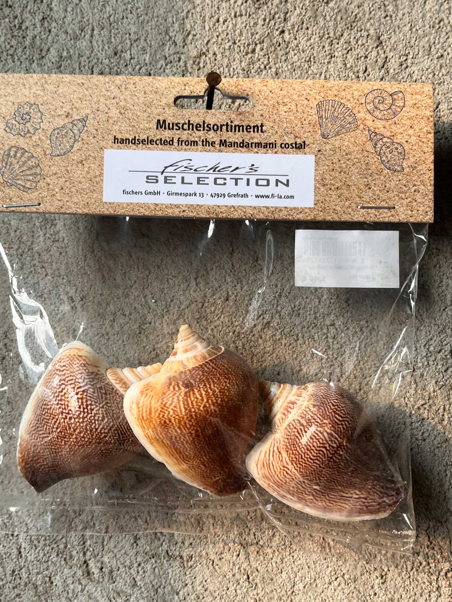 Echte Muscheln sortiert, 50 g von fischer's lagerhaus