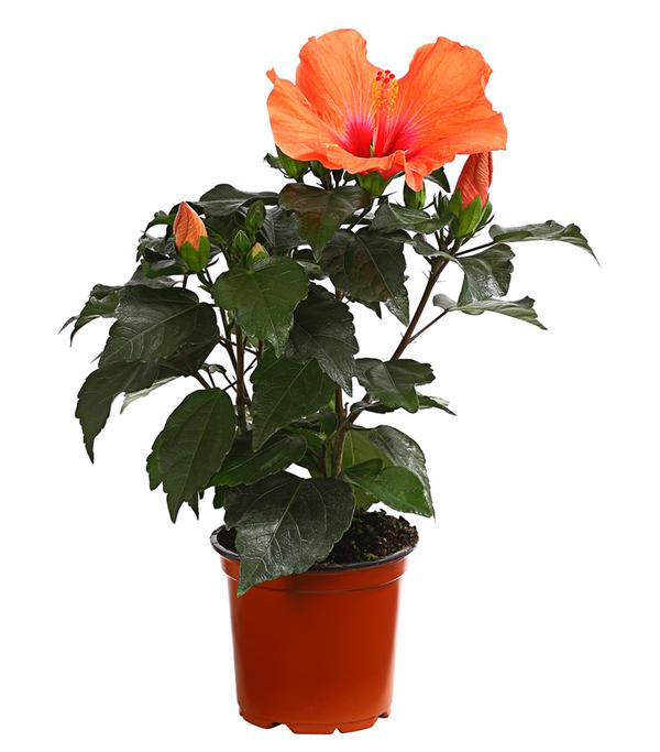 Zimmerhibiskus - Hibiscus rosa-sinensis