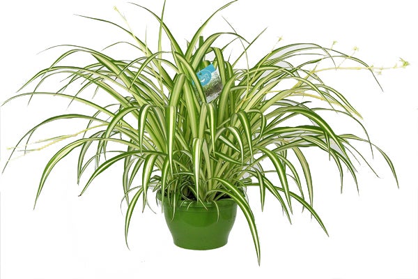 Graslelie in hangpot (Chlorophytum comosum 'Vittatum') D 14 H 45 cm